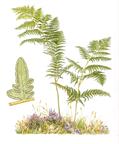 eagle fern
